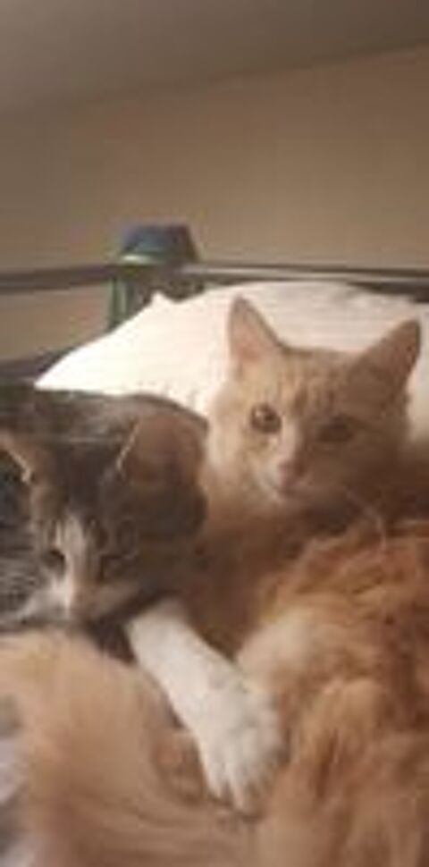   Adoption chaton de 5 mois 