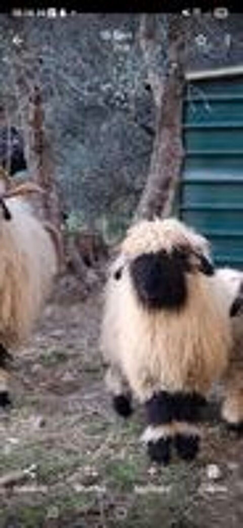   deux moutons nez noir du vallais 