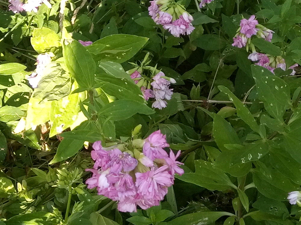 La saponaire : "herbe &agrave; savon" 
Jardin