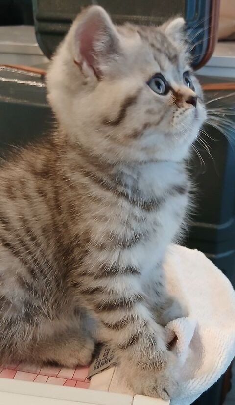 Chaton femelle british shorthair 1150 92700 Colombes