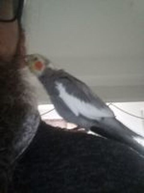   Calopsittes semi-apprivois�es 