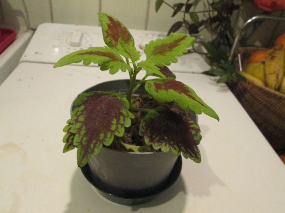 boutures de Coleus
Jardin