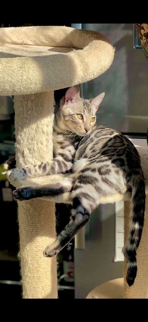 Chaton Bengal SPOTTED BLACK SILVER TABBY 
LOOF 1350 66690 Palau-del-vidre