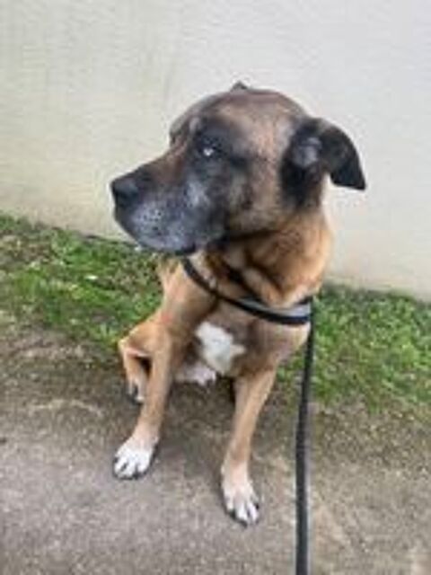   Don chien type cane corso x malinois  