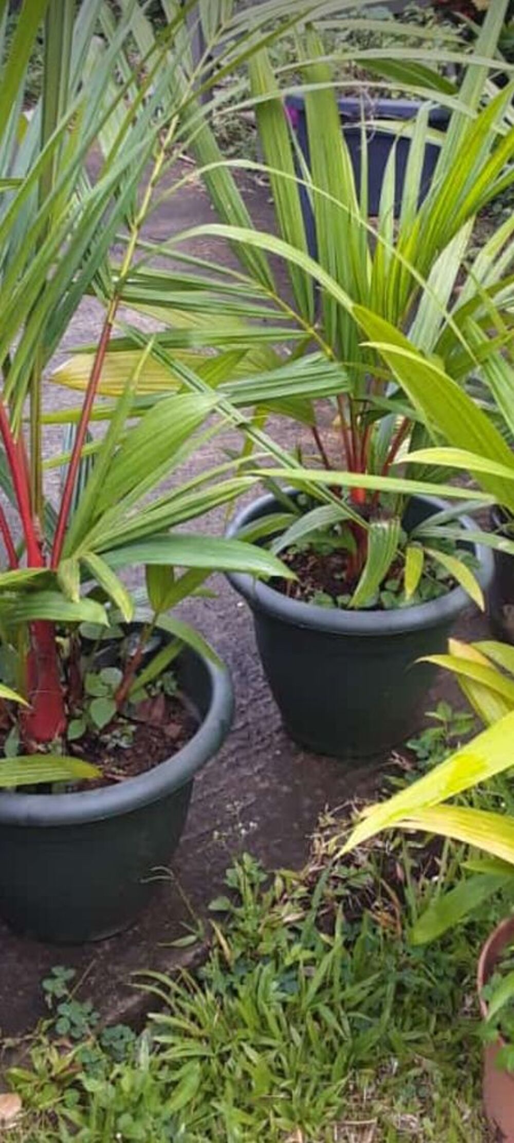 palmier rouge haute de 75cm &agrave; 80 Cm Jardin
