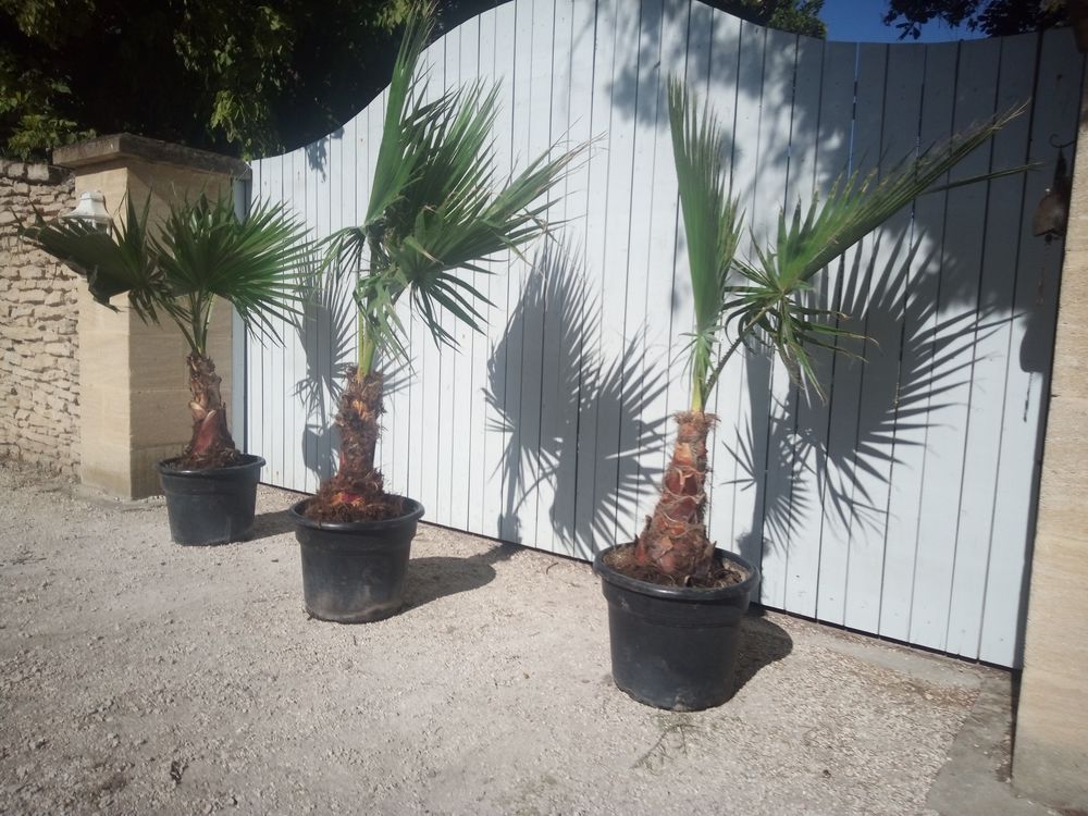 Palmiers 'Washingtonia' robustes et r&eacute;sistant en container. Jardin