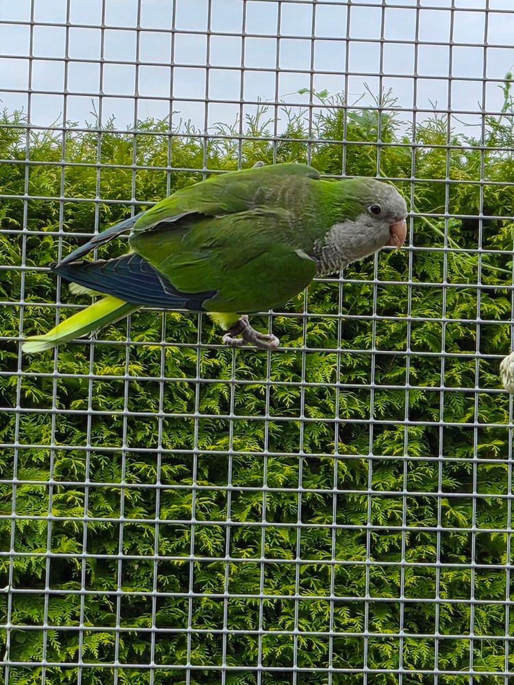   mâle conure souris epp 