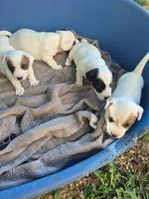   Chiots jack russell  