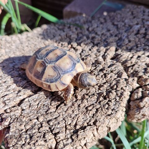 Tortue de terre 50 30900 Nimes