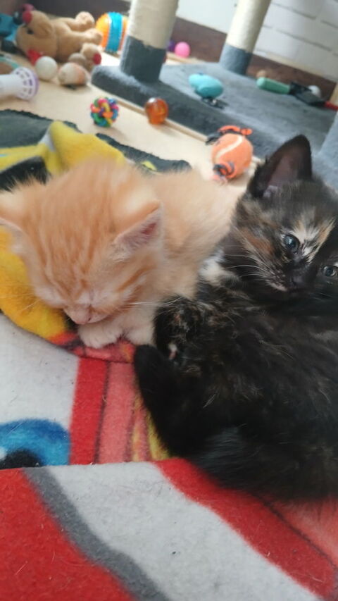 Chaton 93360 Neuilly-plaisance
