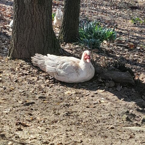 Canard de barbarie 82400 Castelsagrat