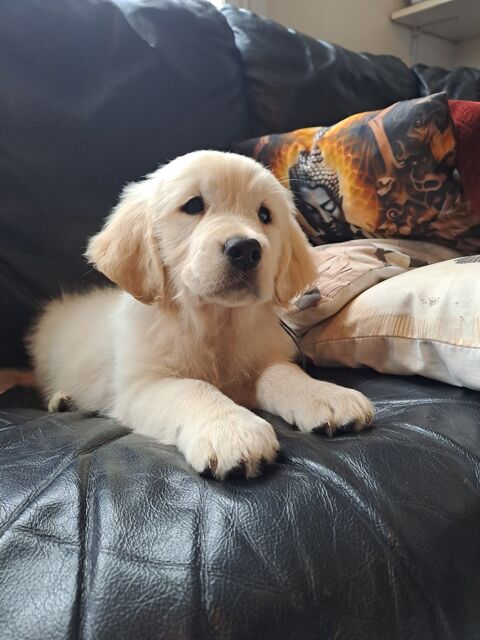 Magnifique port&eacute;e de golden retriever LOF 1250 29420 Plouvorn