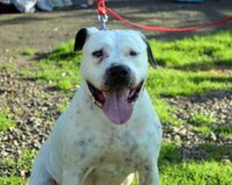   ORANE, magnifique Bouledogue Américain croisée Dogue Argentin à adopter via l'association UMA  