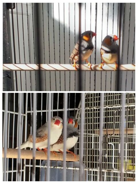 Mandarins m&agrave;&cent;les et femelle. 7 86220 Les ormes