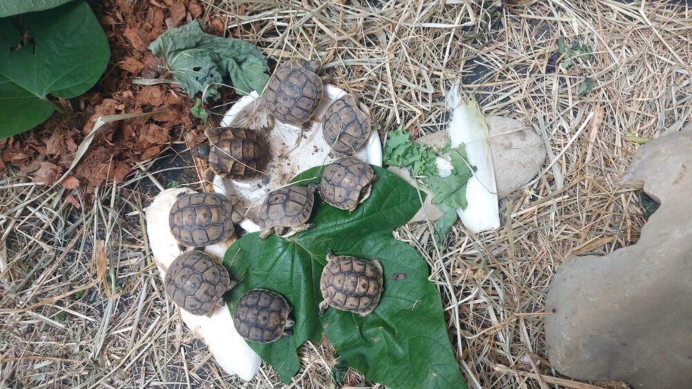   Tortues 
