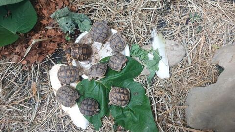 Tortues 
15 30000 Nîmes