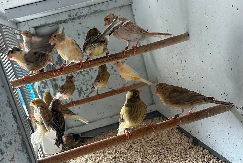   oiseaux canari à  vendre 