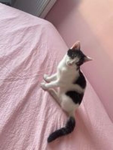   Taki un chaton sociable avec tous 
