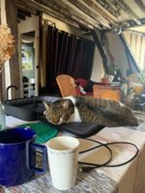   Foxy, 1,5 an cherche de bons adoptants  