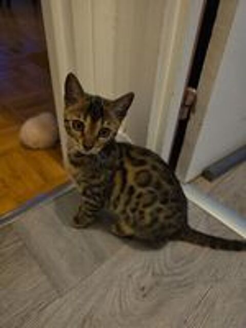   Adorables chatons Bengal (Brown, Silver et Charcoal)  