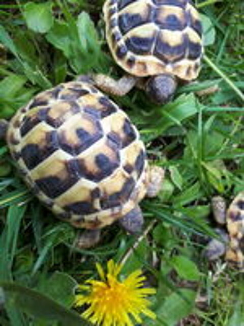   Petites tortues de terre hh nées à l'été 2025 