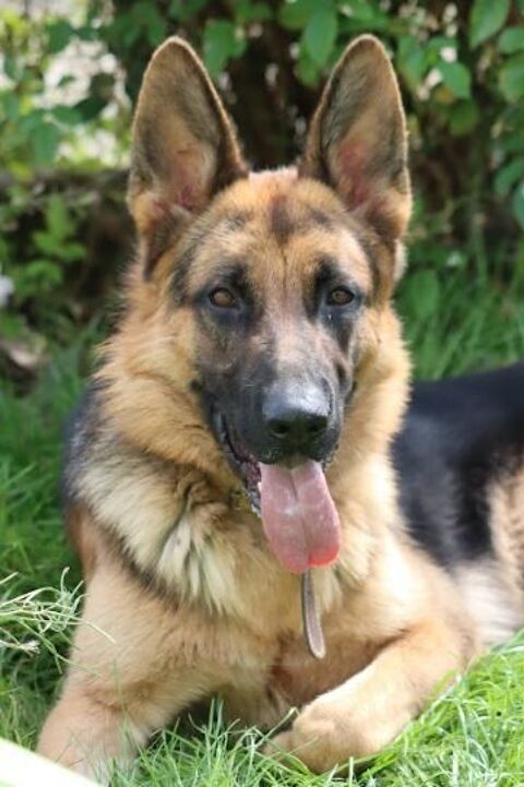 Sancho 250 35000 Rennes