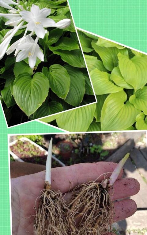 Hosta couleur blanc, parfumé Lisieux (14)