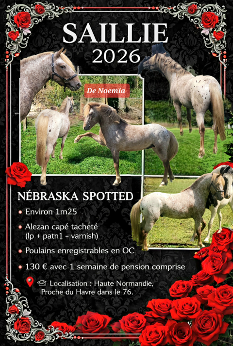 Etalon reproducteur - Poney appaloosa 130 76600 Le havre