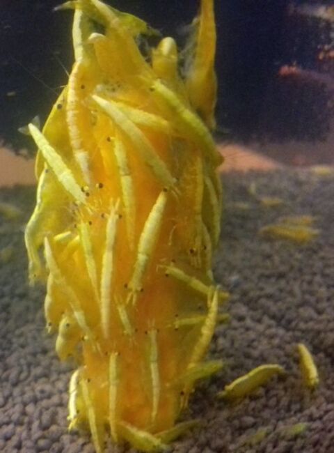 Crevette yellow néon 3 37270 Athe-sur-cher