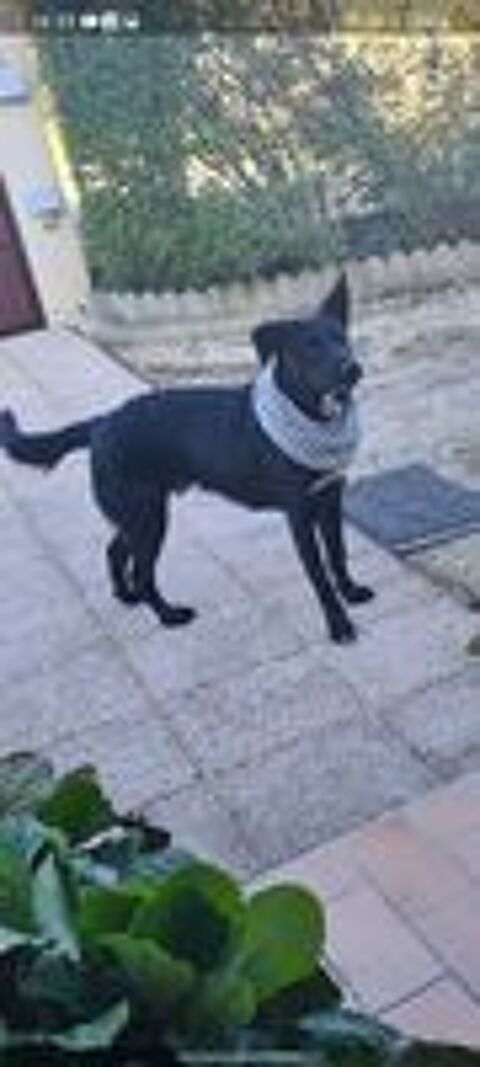   Don chien de garde 