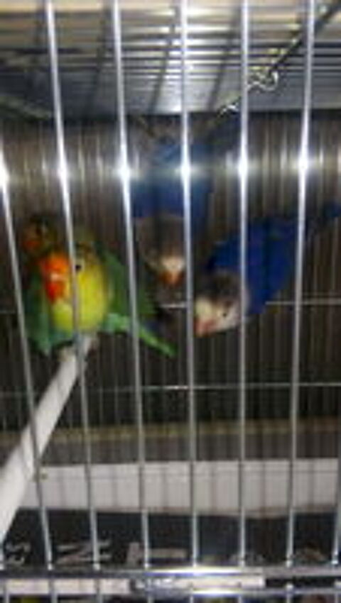   ins�parables de fischer 