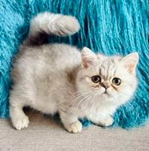  CHATON MALE EXOTIC SHORTHAIR DISPONIBLE TOUT SUITE 
