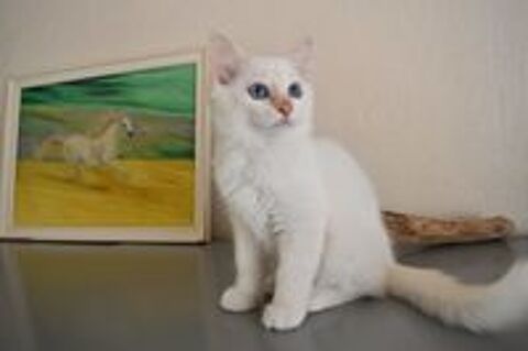   Magnifiques chatons Sacre de Birmanie LOOF 