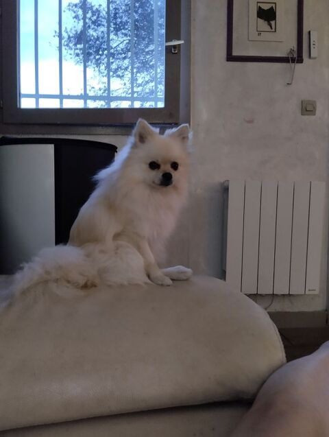 petit spitz blanc pom&eacute;ranien de 3 ans pour saillie 350 69110 Sainte-foy-l�s-lyon