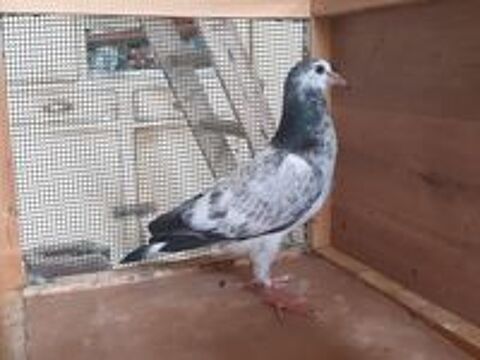   JEUNES PIGEONS COULEUR MOSAIQUE 