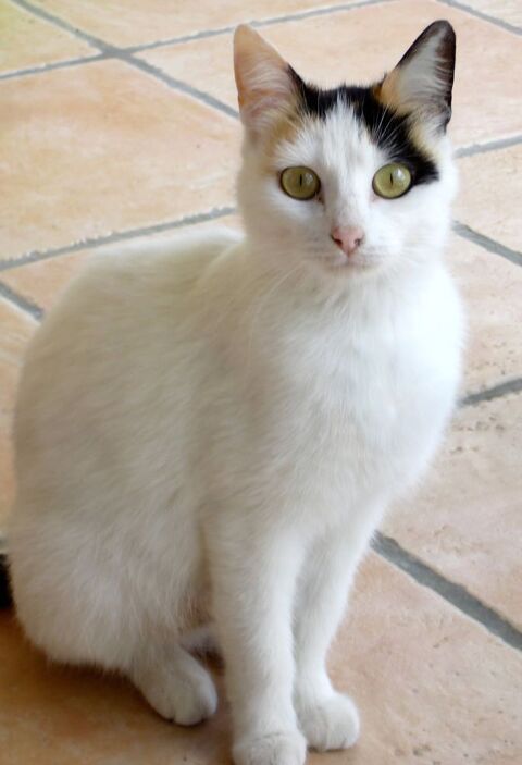 Clochette petite chatte adorable 80 86100 Châtellerault