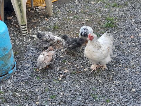 poussins bantam de p&eacute;kin 10 44580 Bourgneuf-en-retz