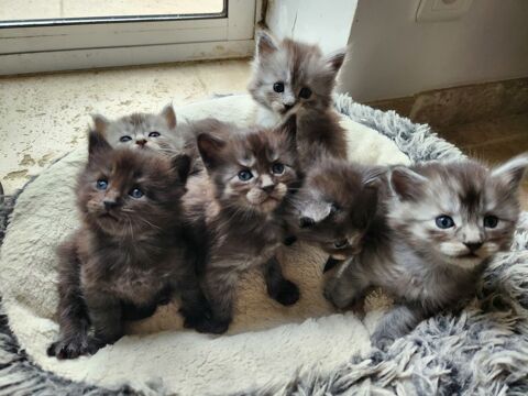 Chatons crois&eacute;s Maine Coon 500 81500 Giroussens