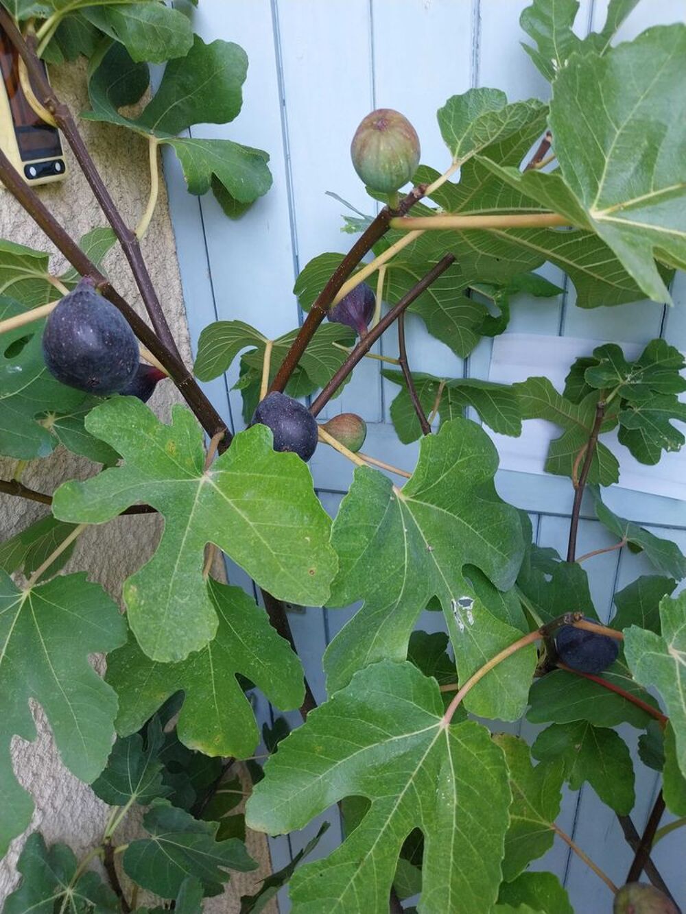 1 ou 2 ou 3 Figuiers biferes fruits pourpre hauteur entre 1m60 et 1m90 pot 20l Jardin