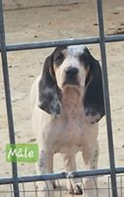   Chiot de chasse 