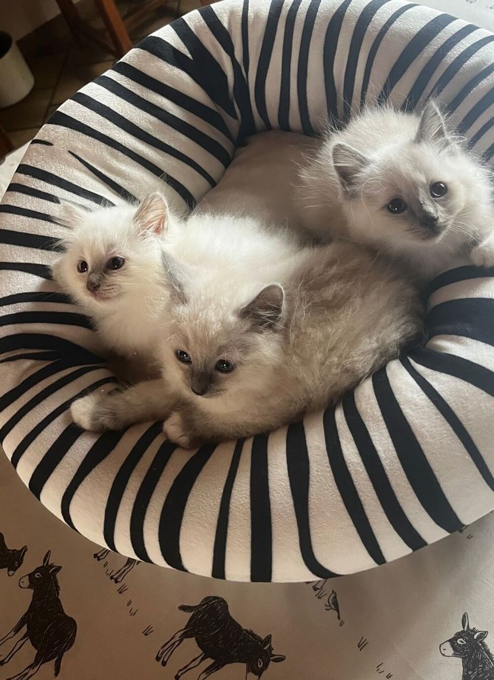   chatons Sacré de Birmanie 