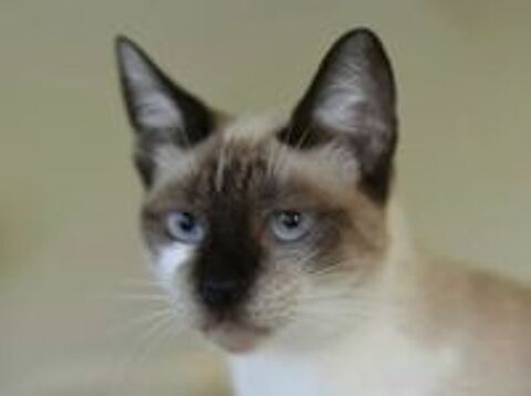   SATINE 