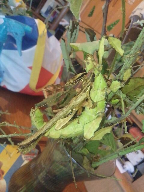 ?ufs de phasmes Extatosomia tiaratum ( scorpion) 5 63350 Crevant-laveine