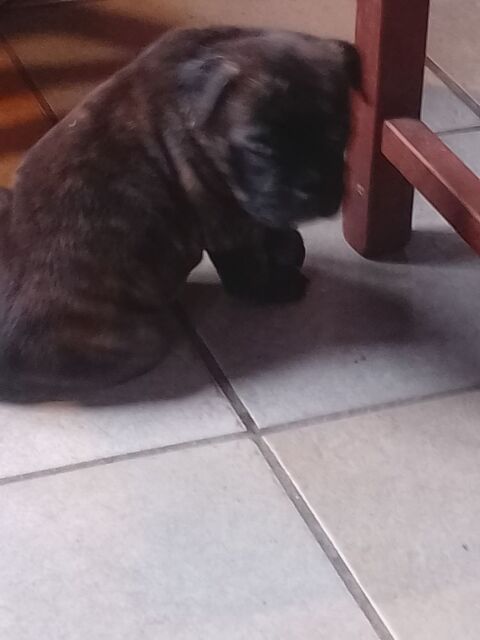 A r&eacute;server 5 magnifique chiots bulldog continental 950 31660 Bessi�res