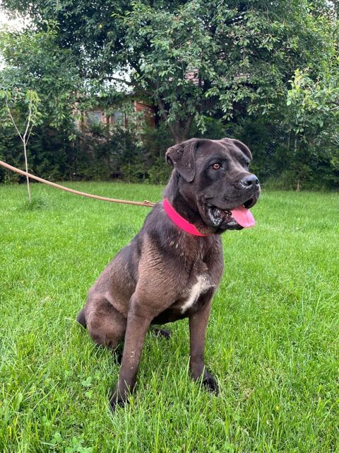 DONNA   Actuellement en refuge en ROUMANIE 0 75018 Paris