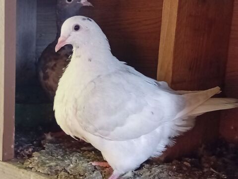 Couple pigeon texan 40 01170 Sgny