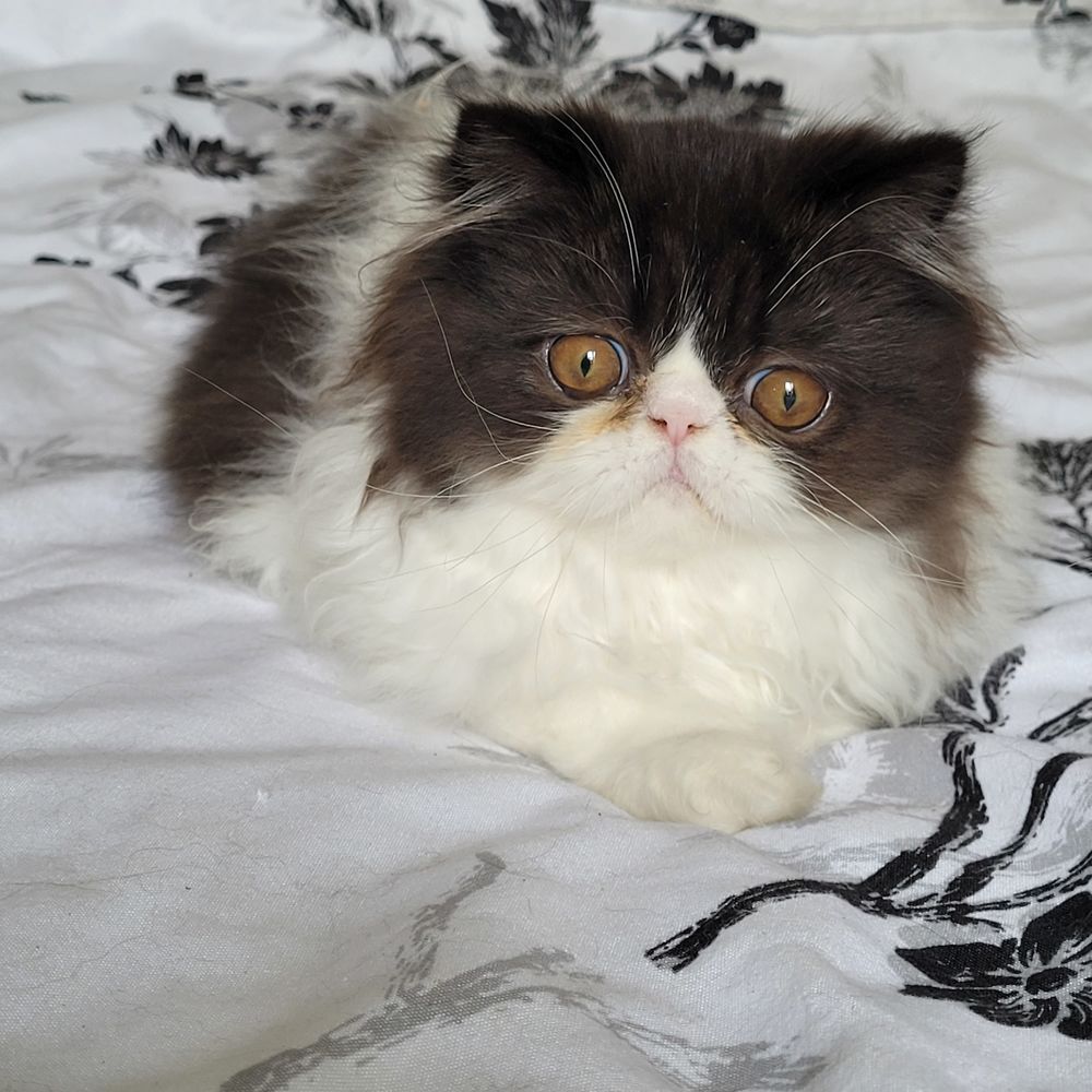   Chaton  persan loof  