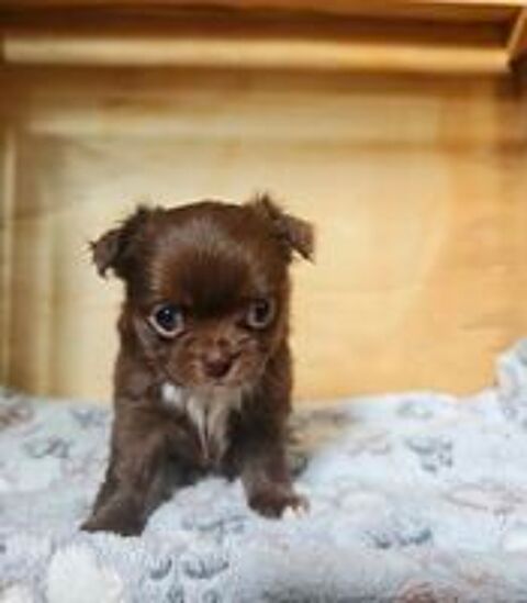   A réserver bébés chihuahua poils longs chocolat 
