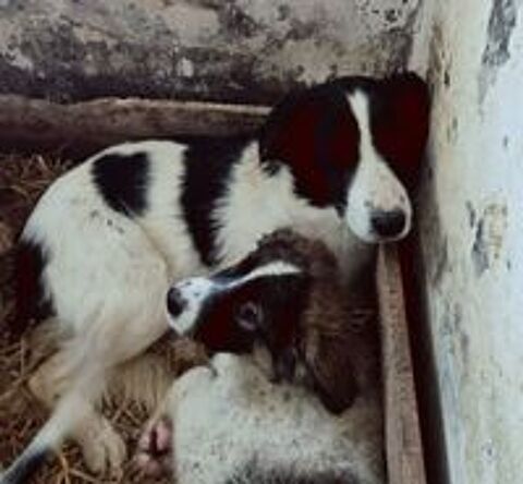   MARYLINE 1AN MAMAN DE MILLIE 4 MOIS NON STERILISEES 🆘 ELLES SONT  SEPARABLES� L'ADOPTION OU ACCEUIL 🆘  LIEU ACTUEL : FOURRI�RE MOUROIR EN ROUMANIE 🇷🇴 