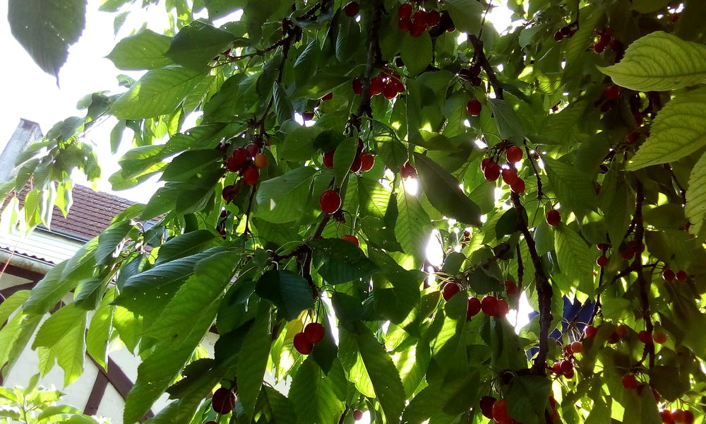 Cerises Jardin